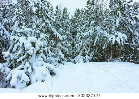 Winter Forest In Snow