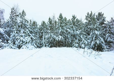 Winter Forest In Snow