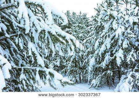 Winter Forest In Snow