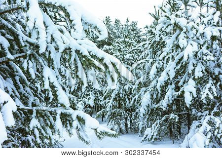 Winter Forest In Snow