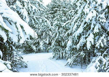 Winter Forest In Snow