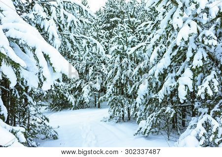 Winter Forest In Snow
