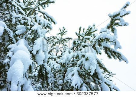 Winter Forest In Snow