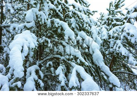 Winter Forest In Snow