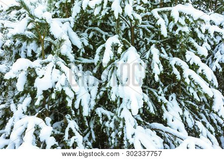 Winter Forest In Snow