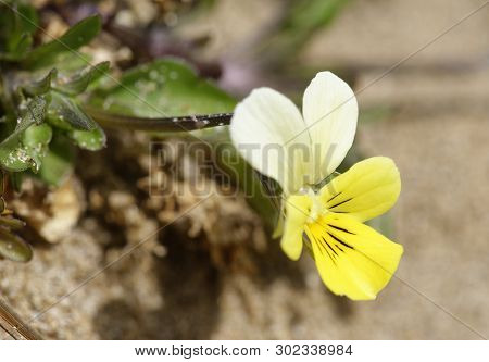 Dune Pansy - Viola Tricolor Curtisii 
Braunton Burrows Sand Dunes
