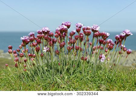 Thrift Or Sea Pink - Armeria Maritima 
Morte Point, Devon