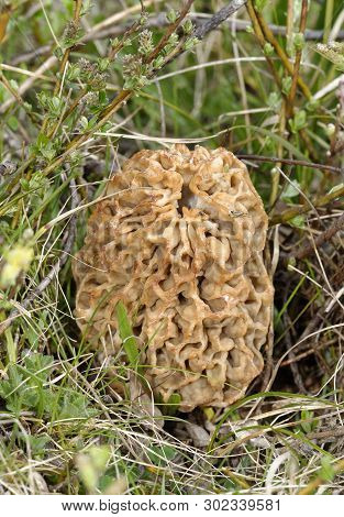 Edible Morel Fungus - Morchella Esculenta 
Braunton Burrows, Devon