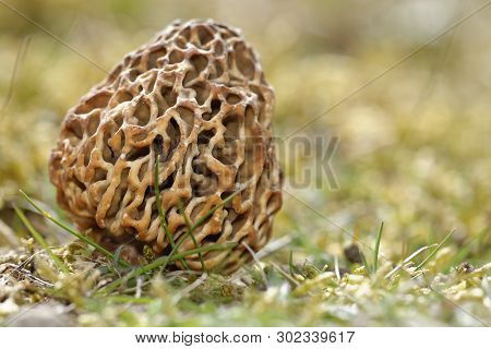 Edible Morel Fungus - Morchella Esculenta 
Braunton Burrows, Devon