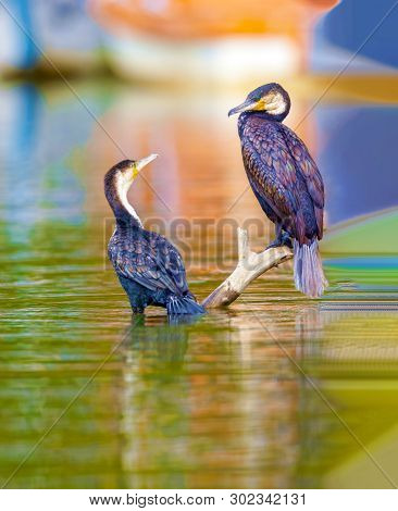 Waterfowl.double Crested Cormorant.phalacrocorax Auritus.kenya, A National Park. Photo Safari Wildli