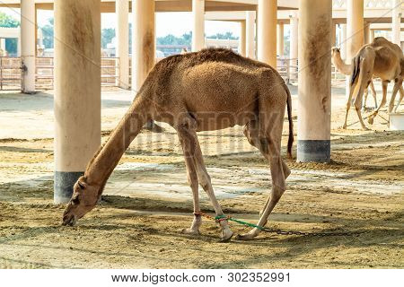 Camels On The Royal Camel Farm In The Bahrain Capital Manama