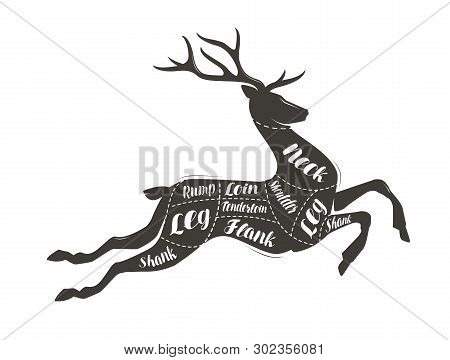 Deer Meat Cutting. Menu For Restaurant Or Butcher Shop. Vector Illustration