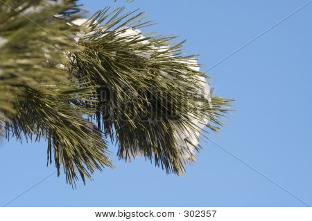 Pine Tree Schnee