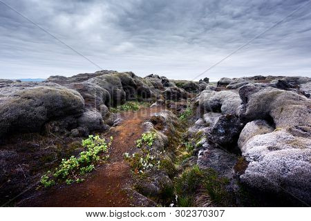 Exceptional Iceland landscape with lava field covered with brown moss Eldhraun from volcano eruption and cloudy sky
