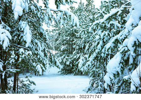 Whitened Fir Trees with Fresh Snow, Lovely Winter Scenery, Majestic White Spruces Glowing by Sunlight, Wintry Scene, Winter Snow-Covered Trees in the Ural Mountains, Winter Landscape