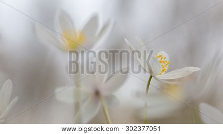 Early spring white wild flower background in soft focus , Anemone nemerosa or wood anemone.