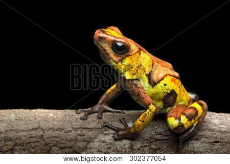 Poison dart frog, Oophaga histrionica. A small poisonous animal from the rain forest of Colombia. 