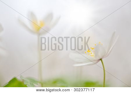 White wild flower, Anemone nemerosa or wood anemone. Soft focus image with blurred dreamy background. 