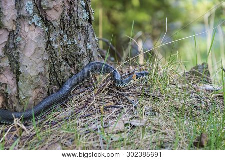 A Small Snake Basks In The Sun At The Trunk Of A Pine Tree On A Spring Day.