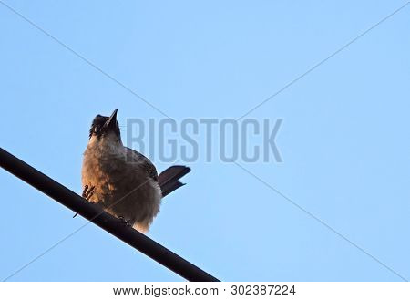Closeup Sooty-headed Bulbul Bird Perched On A Cable Wire Isolated On Blue Sky