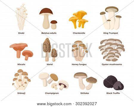 Large Mushroom Set Of Vector Illustrations In Flat Design Isolated On White. Cep, Chanterelle, Honey