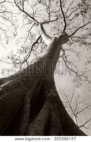 Matte White Tree Large