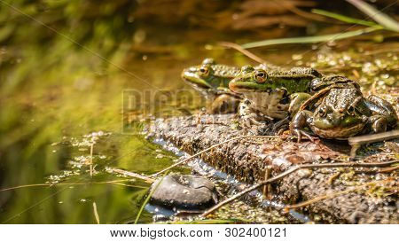 Three Green Frogs On A Rock In The Water