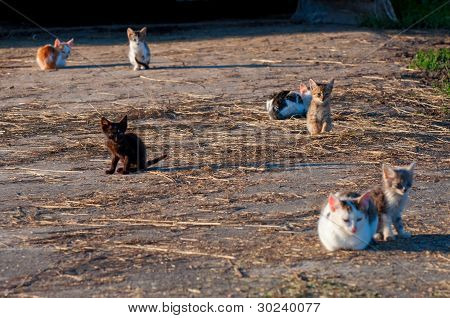 lÃ¤ndliche Katzen