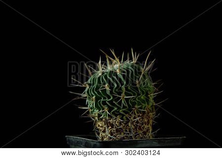 Closeup Of Green Cactus Echinofossulocactus Grandicornis With Wavy Ribs Covered With Sharp Needles A