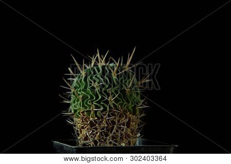Closeup Of Green Cactus Echinofossulocactus Grandicornis With Wavy Ribs Covered With Sharp Needles A