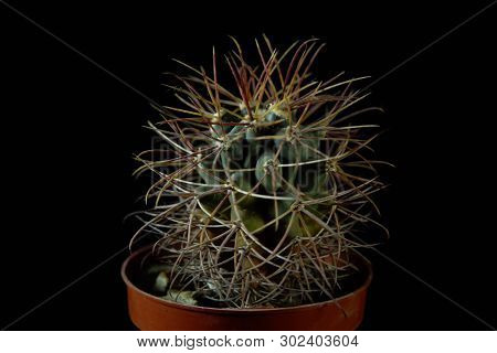 Closeup Of A Green Cactus Ferocactus Emoryi Covered With Sharp Needles On A Dark Background.