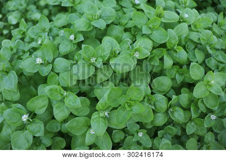 Chickweed , Stellaria Media. Young Taste Very Gently With Flavor Of Nuts. You Can Use Them In Fresh 
