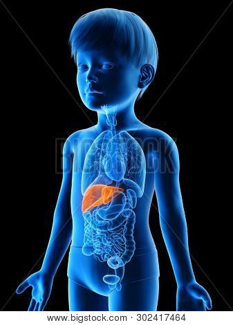 3d rendered medically accurate illustration of a boys liver