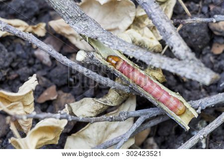 Red Zeuzera Coffeae Or Moths Stem Borer Destroy Tree, It Is Dangerous Insect Pests With Plant Diseas