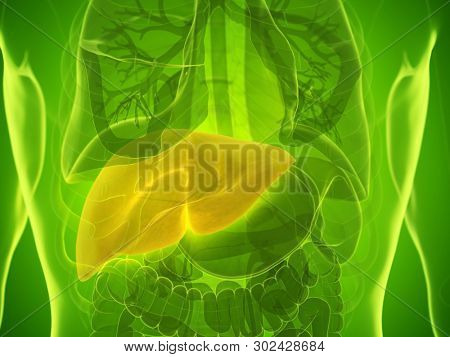 3d rendered medically accurate illustration of a mans liver