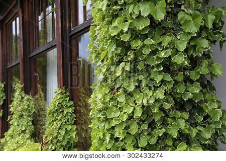 Ivy. Creeping Shrubs Clinging To Their Adventitious Roots Of The Walls