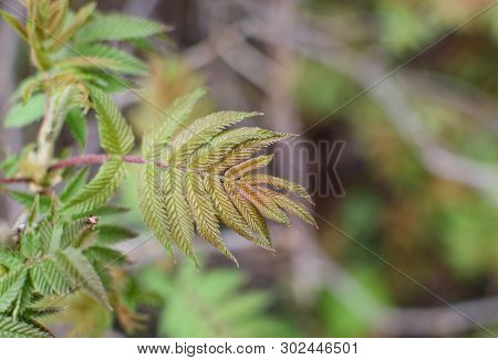 A Young Branch Of A Rowan Tree With Fresh Young Green Leaves.