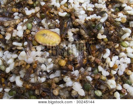 Nově vylíhnutých červený mravenci (myrmicinae)