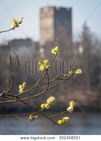 Ruin Lichtenfels In The Ottensteiner Reservoir In The Waldviertel In Spring