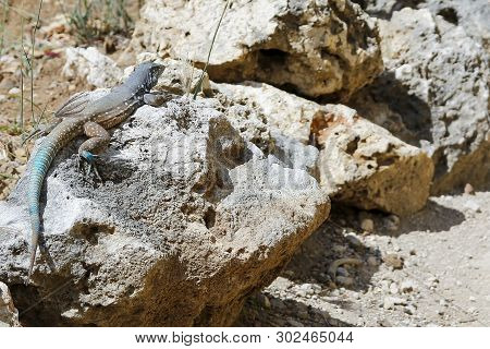 Bright Blue Tailed Lizard With Selective Blurred Foreground - Cnemidophorus Murinus Ruthveni Lizard 