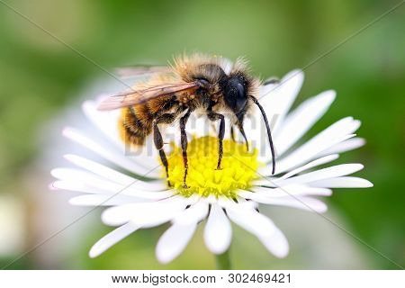 A Tiny Bee Infested With Bee Varroa Mites Feeding On A Daisy Flower