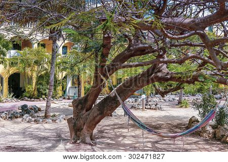 Old Hammock Hanging From Large Tree In A Restort With No People Around