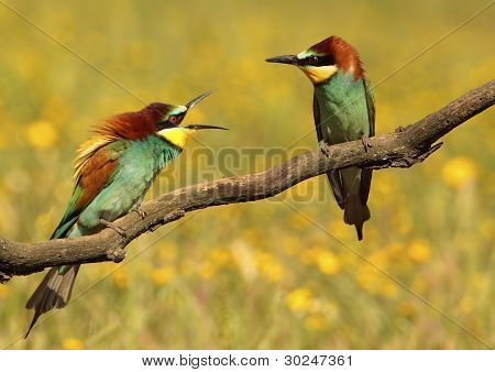 Pareja De Abejarucos
