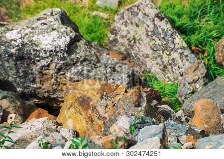 Pika Rodent On Stones In Highlands. Small Curious Animal On Colorful Rocky Hill. Little Fluffy Cute 
