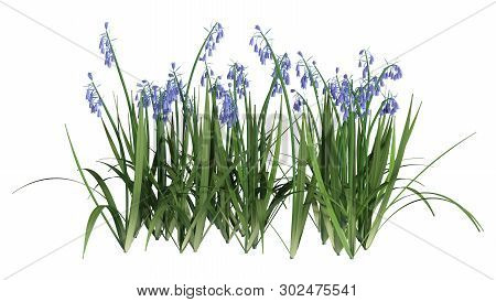 3D Rendering Bluebell Flowers On White