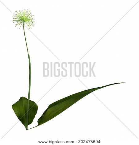 3D Rendering Wild Garlic Plant On White