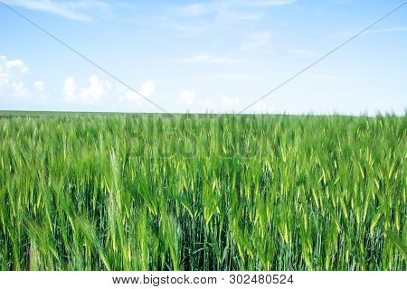 Green Field Of Young Wheat Sprouts, To The Horrizon