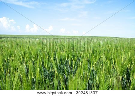 Green Field Of Young Wheat Sprouts, To The Horrizon