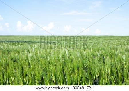 Green Field Of Young Wheat Sprouts, To The Horrizon