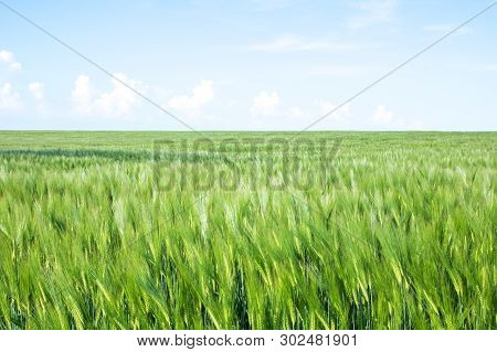 Green Field Of Young Wheat Sprouts, To The Horrizon
